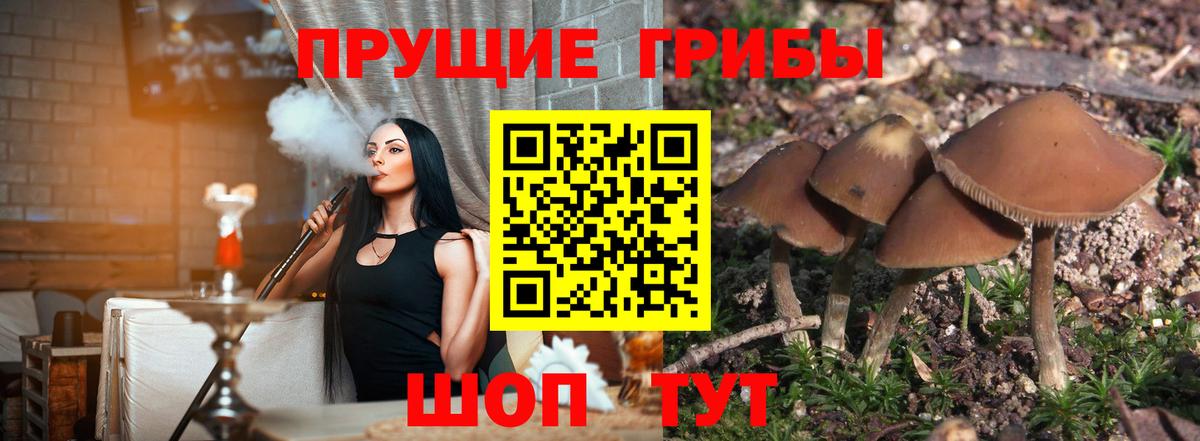Будённовск  Псилоцибиновые грибы MAGIC MUSHROOMS  Вход с VPN 